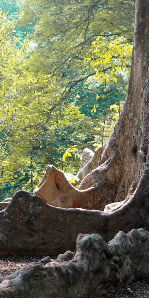 About amir syarifuddin lhse7plmw9e unsplash.jpg